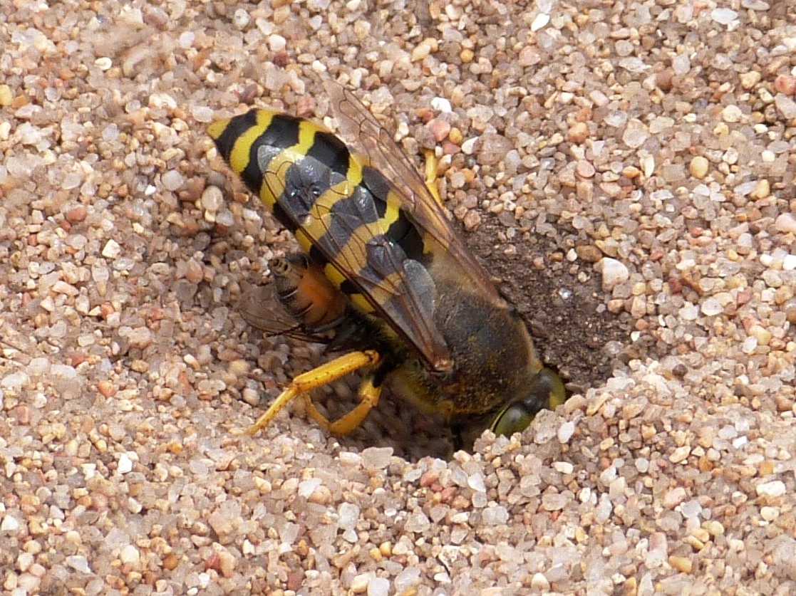 Bembix rostrata che portano prede in tana